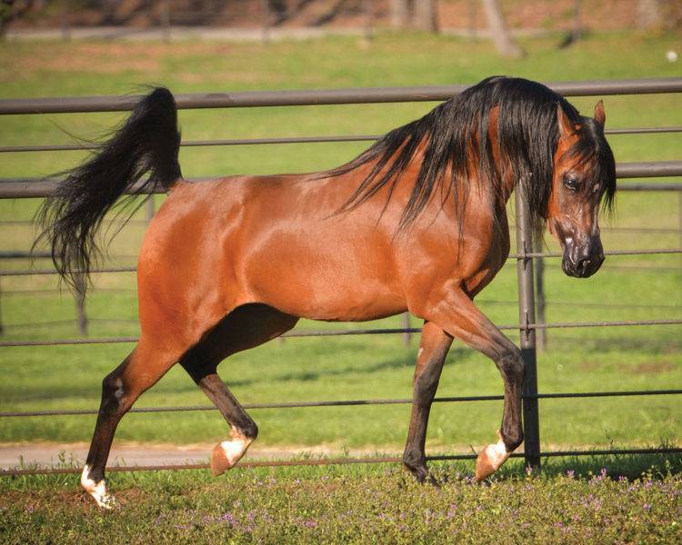 Арабская чистокровная лошадь: характеристики и описание скакунов