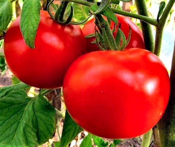 Сортовые особенности томата машенька