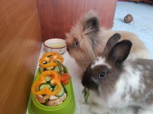 Запоры у кроликов: причины и лечение