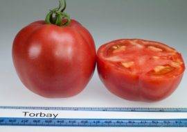 Характеристика и описание сорта томата Полфаст, его урожайность