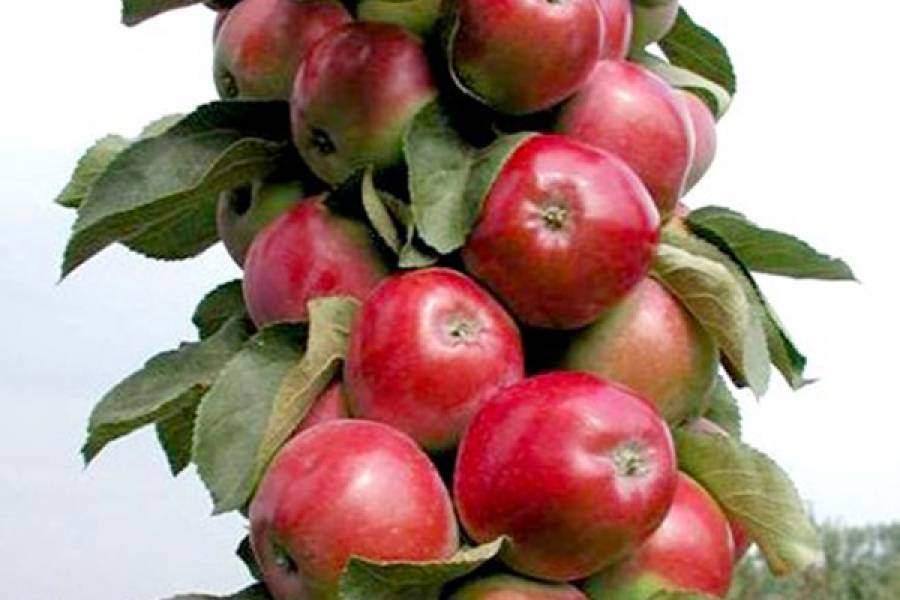 Колоновидная яблоня васюган: посадка саженцев и уход за плодовыми деревьями