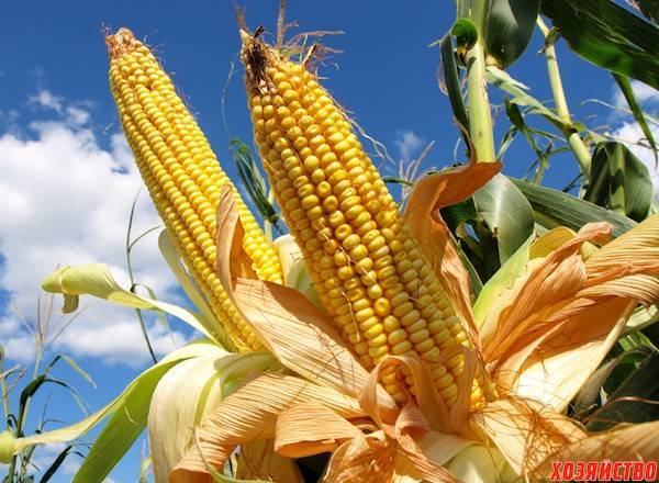 Посадка кукурузы и выращивание сладких початков  быстрее, чем у соседа!