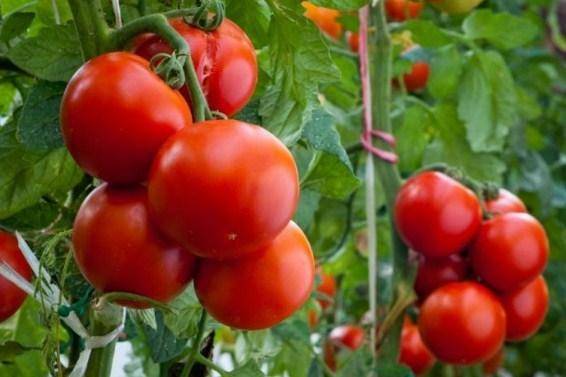 Благоприятные дни для посадки томатов в марте и апреле
