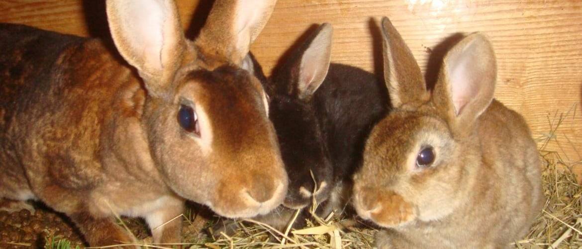 Ушной клещ у кроликов: лечение в домашних условиях