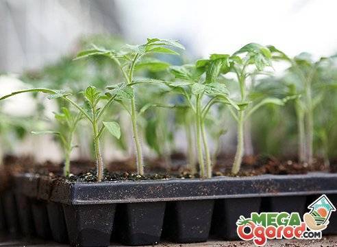 Выращивание рассады помидоров без пикировки