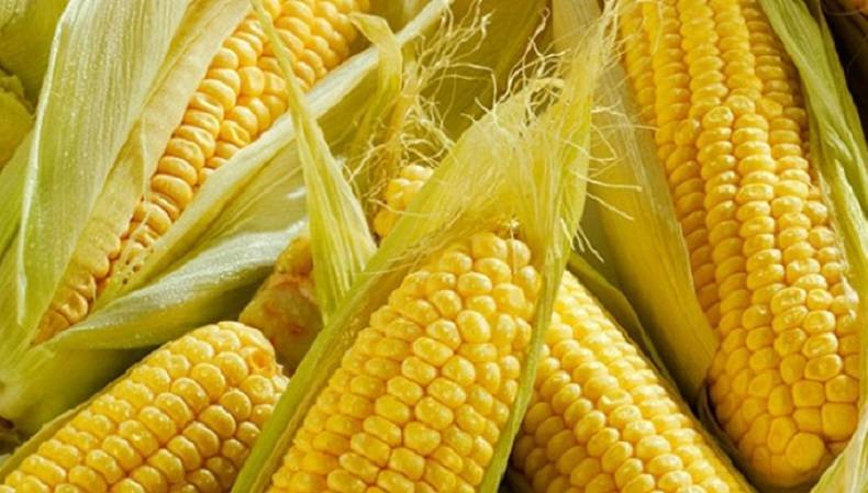 Лечебные свойства и противопоказания кукурузных рылец, их применение
