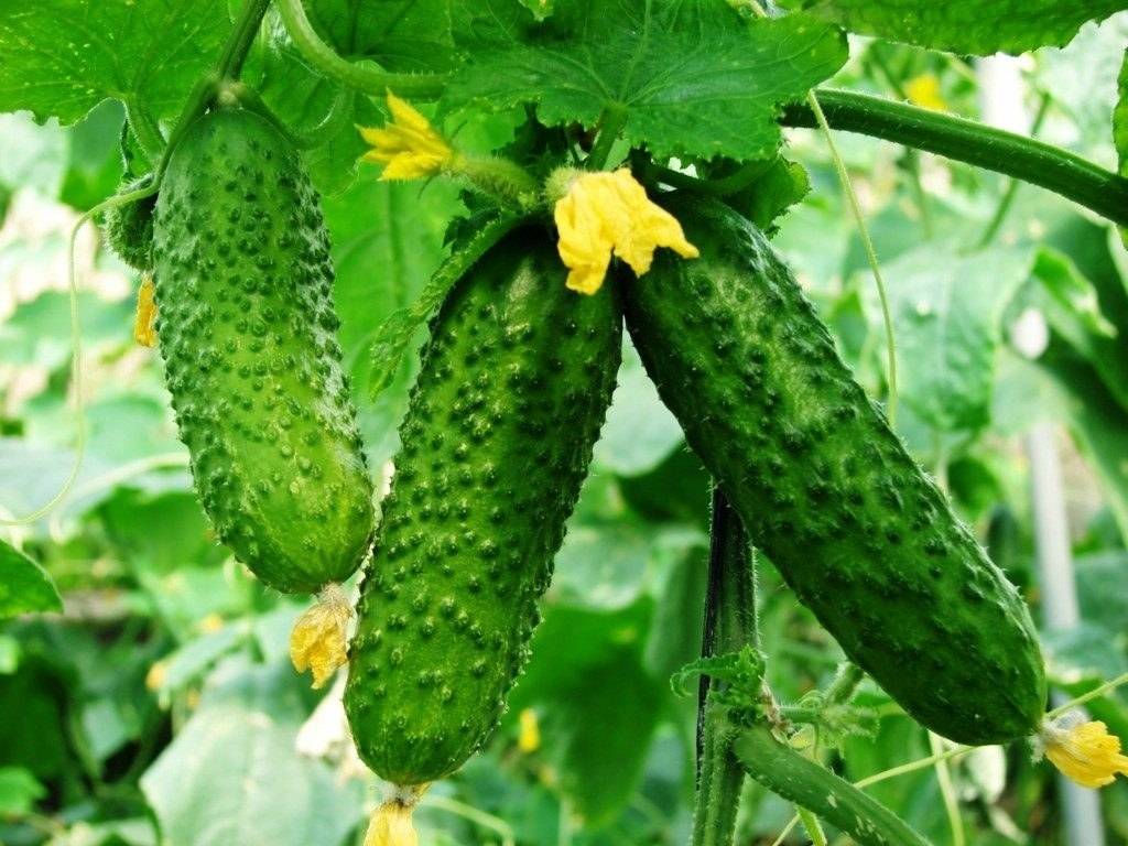 Огурец седрик f1: описание и характеристика сорта, урожайность с фото