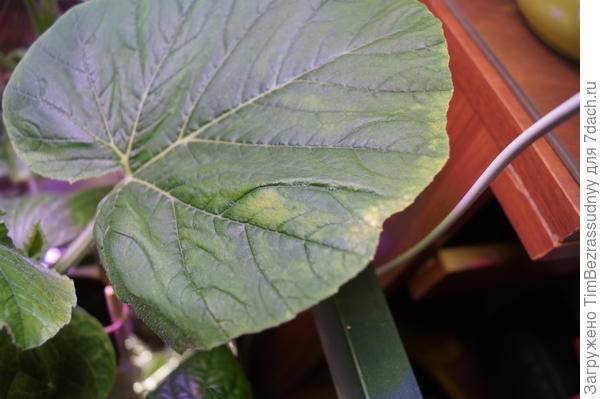 Выращивание тыквы. рассада тыквы - уход, болезни и вредители