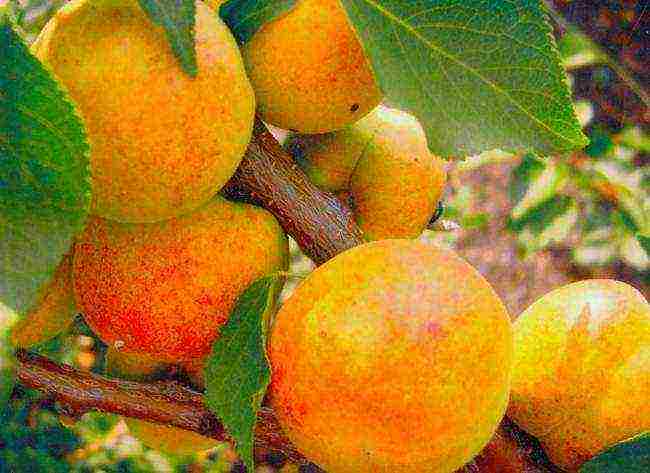 Обзор популярных сортов абрикоса