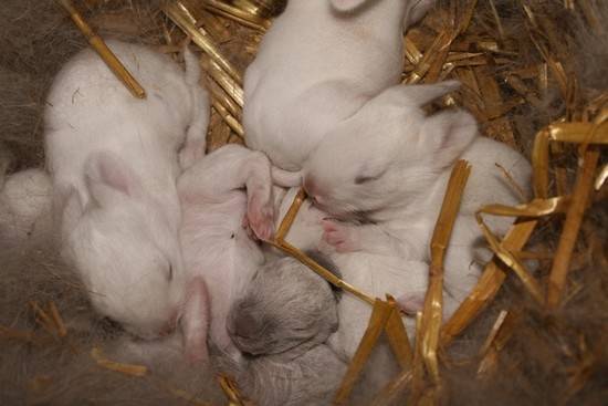 Сколько крольчиха кормит крольчат? что делать, если у крольчихи нет молока?