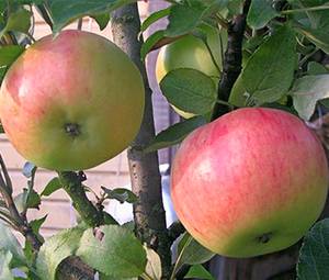 Колоновидная яблоня васюган — как выращивать плодовую культуру