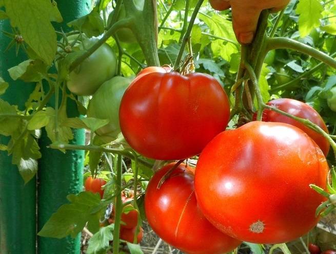 Для выращивания на севере подойдет томат «суперприз f1»: описание и урожайность сорта