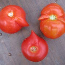 Низкорослый сорт томата «ямал»: фото, видео, отзывы, описание, характеристика, урожайность
