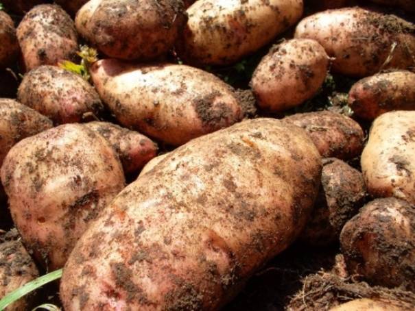 Описание сорта картофеля Утро раннее, его характеристика и урожайность