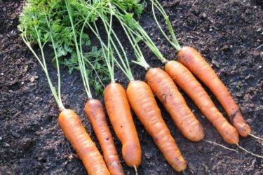 Обзор и описание ранних сортов моркови