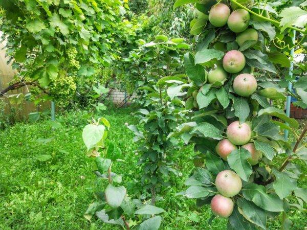 Весенний уход за яблонями: чтобы урожай порадовал