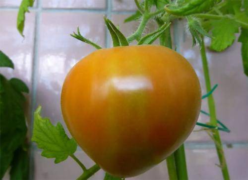 Характеристика сорта томата буденовка, выращивание, уход и урожайность сорта