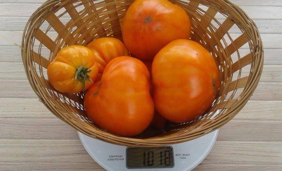 Один из самых вкусных сортов для употребления в свежем виде — томат «желтый гигант»