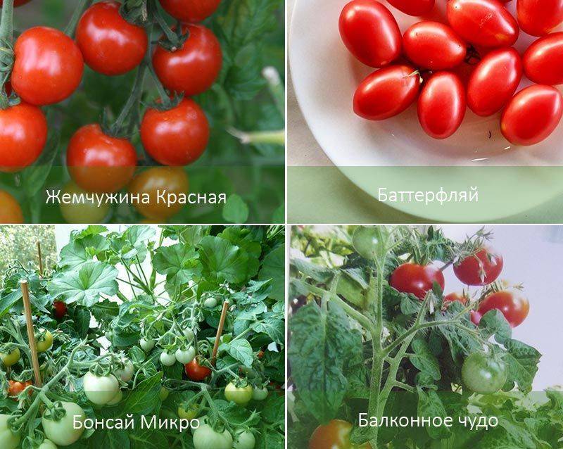 Технология  выращивания помидоров на гидропонике, лучшие сорта и удобрения