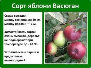 Особенности выращивания яблони сорта васюган