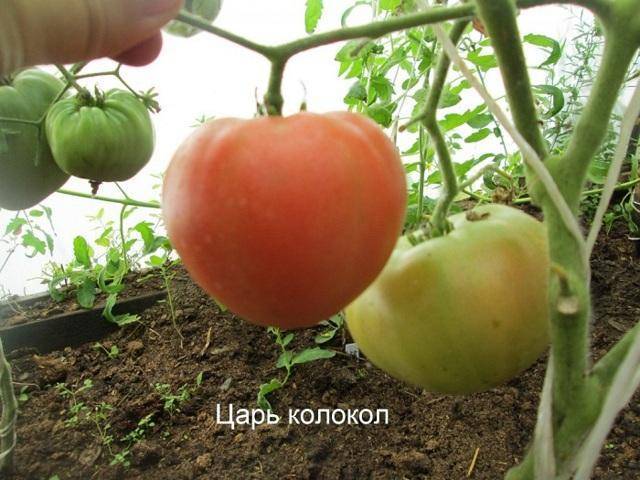 Выращивание с характеристиками и описанием сорта томата киржач