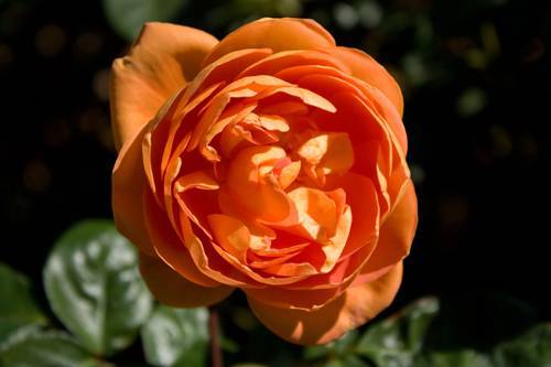 10 вопросов о розах дэвида остина
