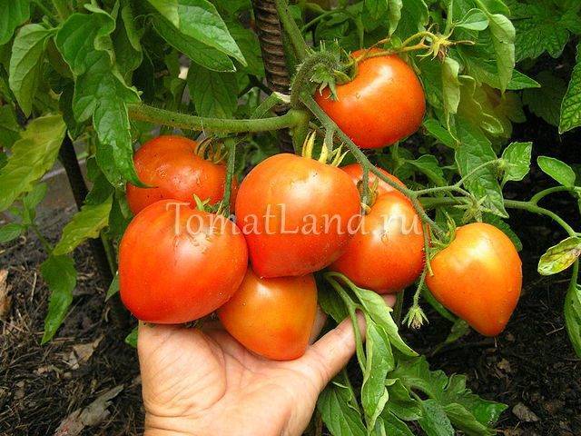 Характеристика и описание сорта томата Буденовка, его урожайность