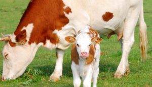 Сравнительная характеристика клостридиозов коров