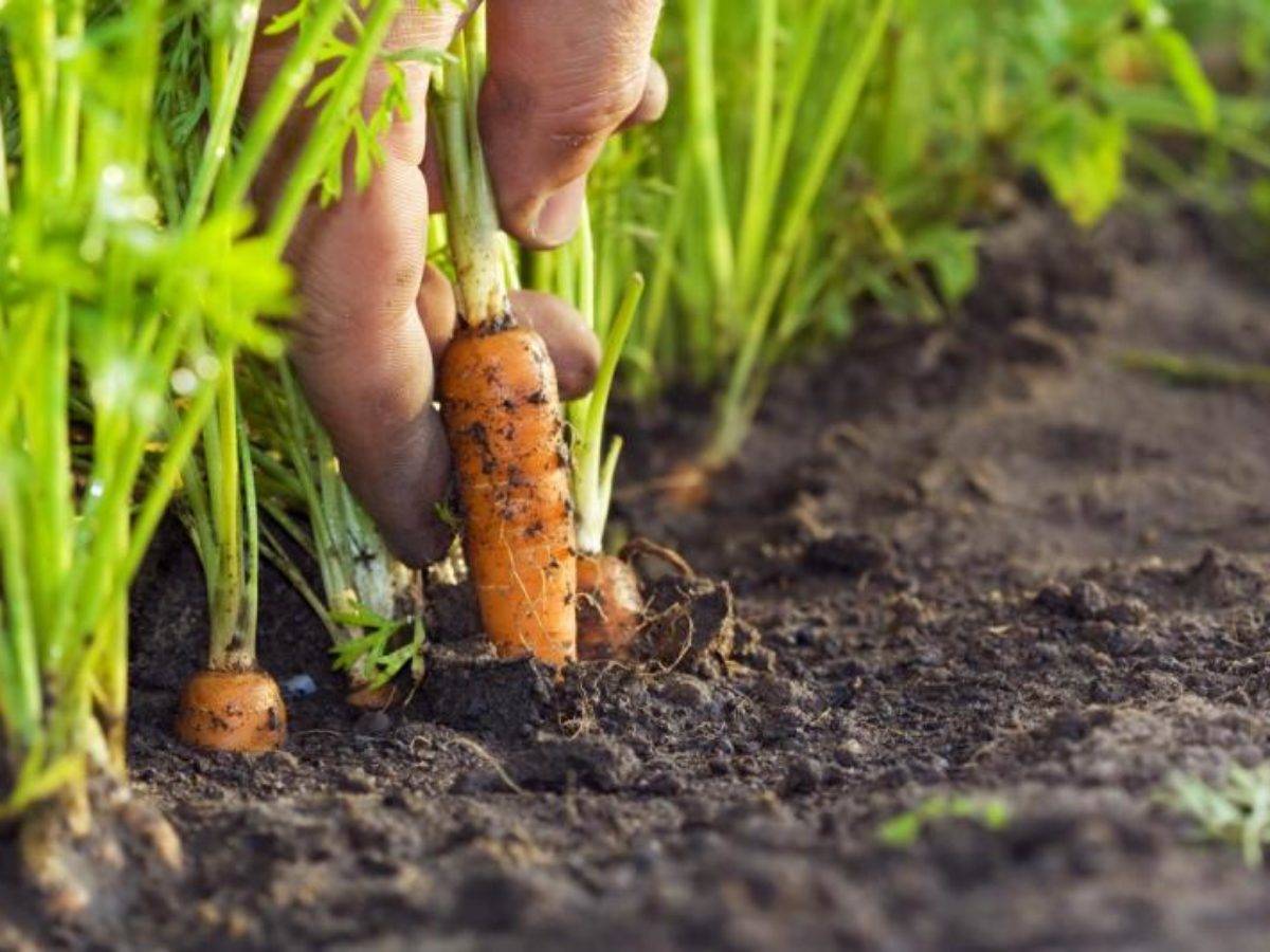 Как правильно проредить морковь на грядке и какое расстояние между всходами должно быть