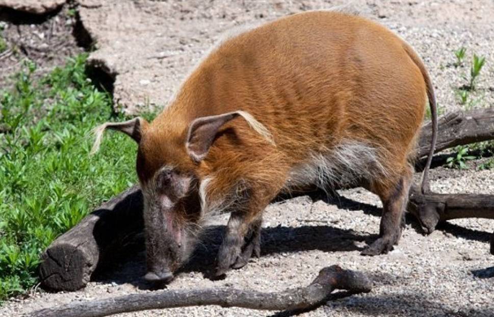 Сколько живт свинья в домашних условиях