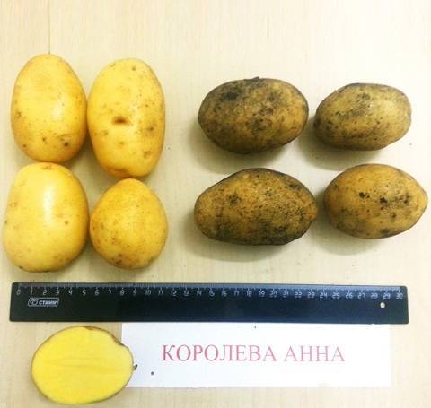 Характеристика картофеля сорта наташа
