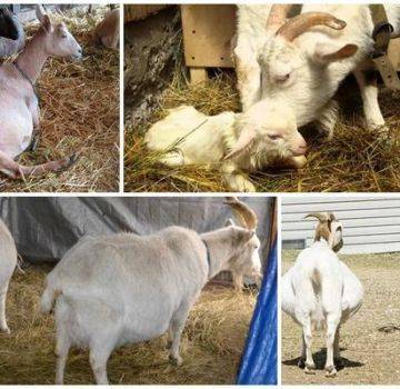 Процесс доения козы: технология, раздой, время дойки
