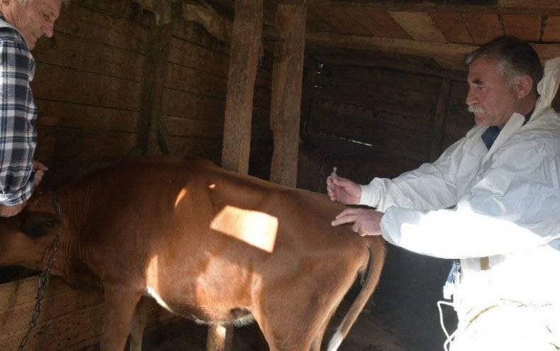 Вакцинация крупного рогатого скота: схемы и рекомендации
