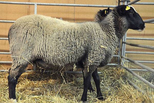 Романовская порода овец.