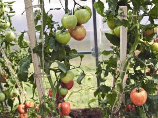 Томат женечка: характеристика и описание сорта, урожайность с фото