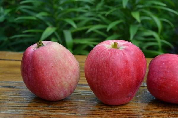 Яблоня толунай: особенности сорта и ухода