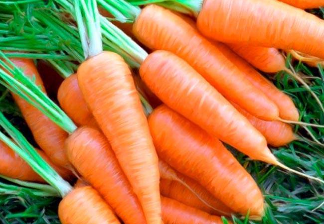 Особенности моркови в гранулах: почему не всходит и как грамотно посадить?
