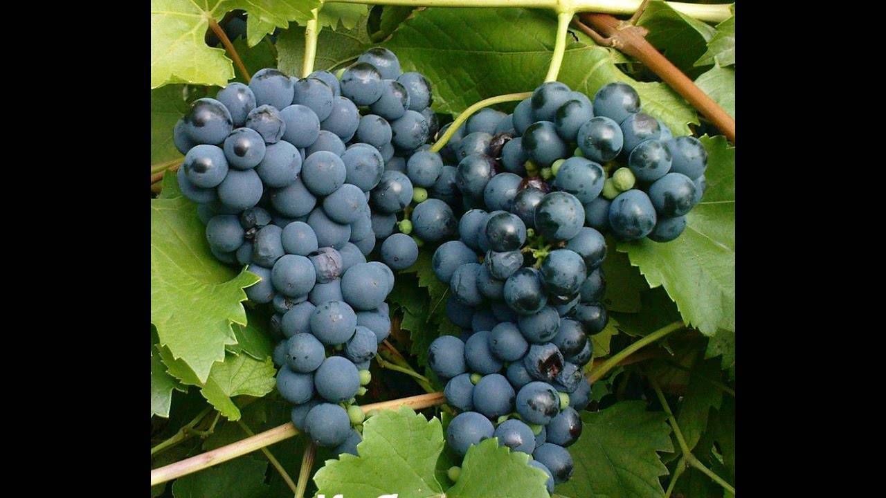 Как правильно пересадить взрослый куст винограда на новое место