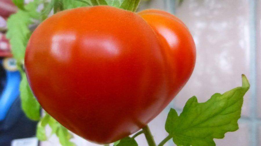 Описание сорта томата Пани Яна, его характеристика и урожайность