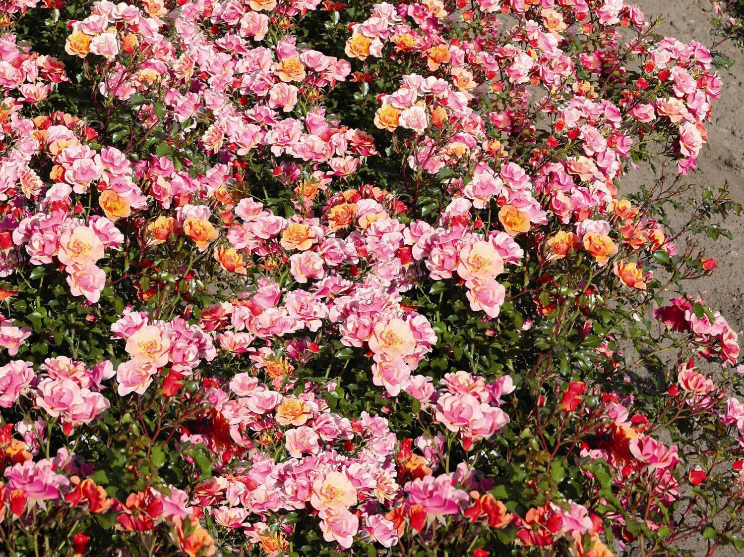 Штамбовая роза: описание и правила выращивания