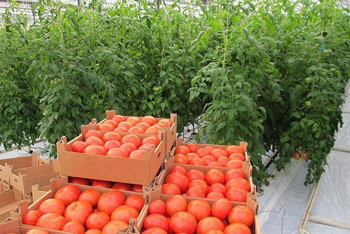 Урожайный сорт томата с высоким иммунитетом — «чемпион» f1: описание и фото