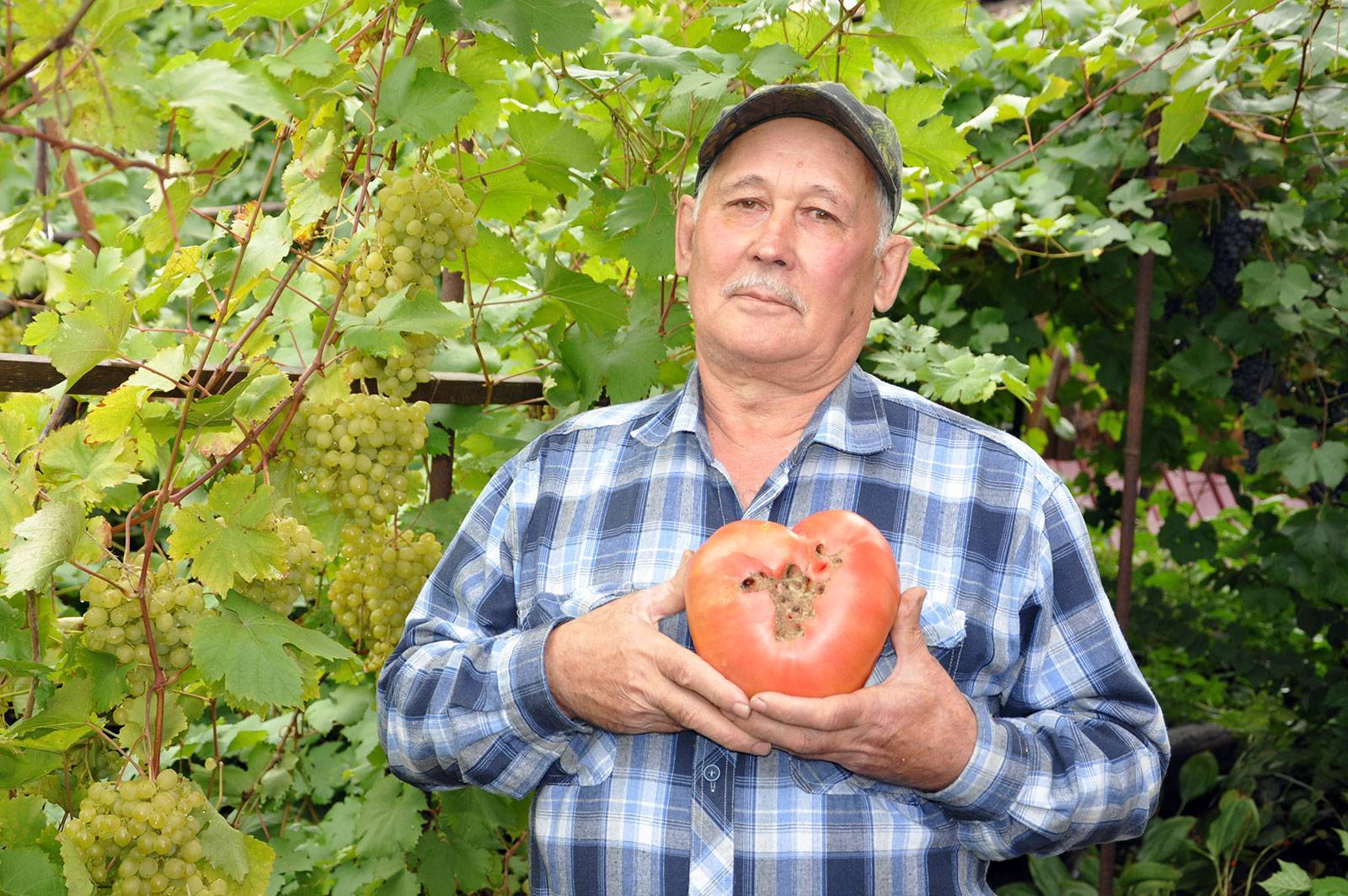 Крупный томат воловье сердце: характеристика и описание сорта