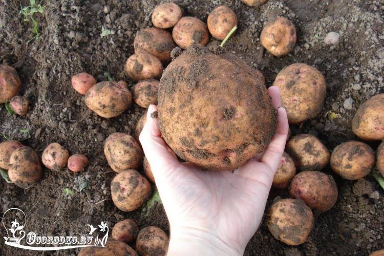 Сорт картофеля елизавета: описание и характеристика, отзывы