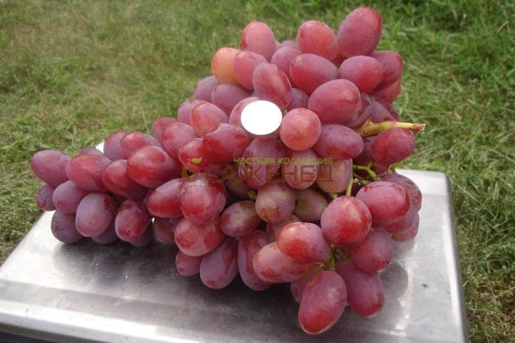 Виноград анюта – характеристика, описание ухода