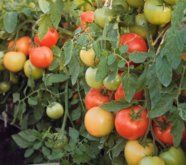 Томат гравитет — описание сорта, урожайность, фото и отзывы садоводов