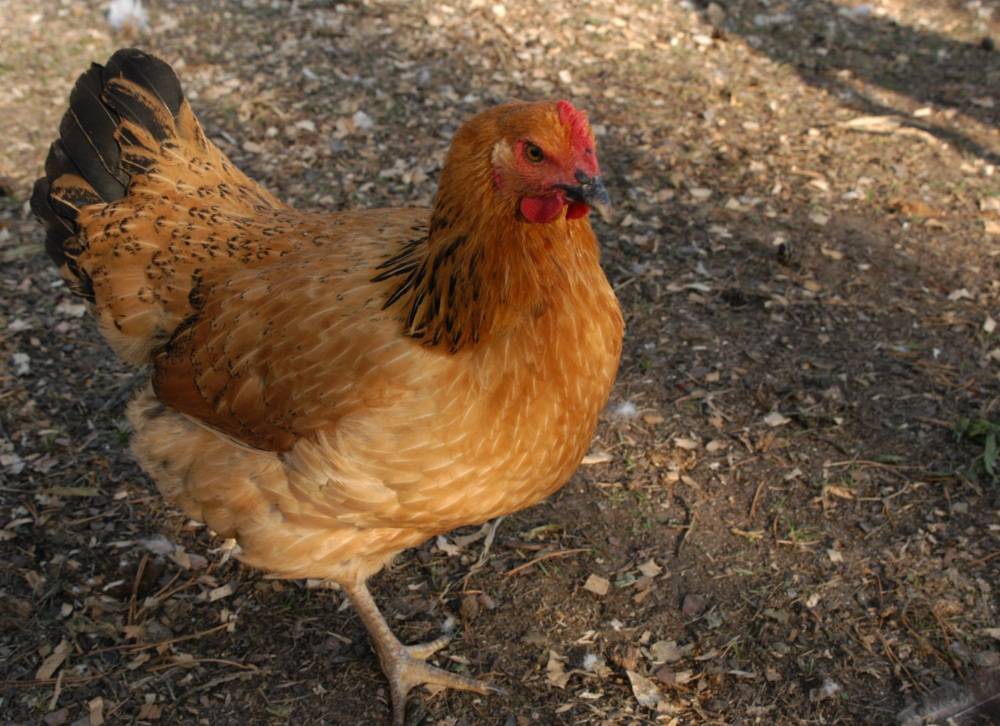 Австралорп — продуктивная порода домашних кур