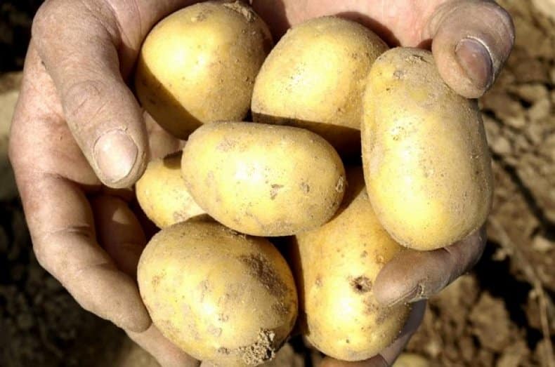 Описание картофеля сорта гала