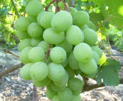 Рислинг виноград: что это за сорт, описание и характеристика итальянского, выращивание
