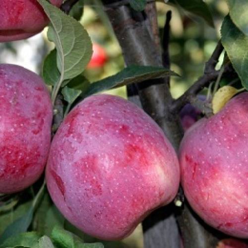 Описание и характеристики сорта яблонь алеся, посадка, выращивание и уход
