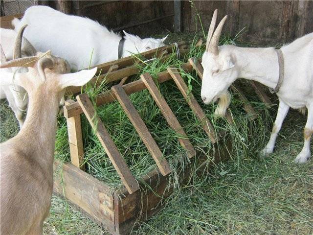 Виды и требования к поилкам для коз, инструкция по изготовлению своими руками